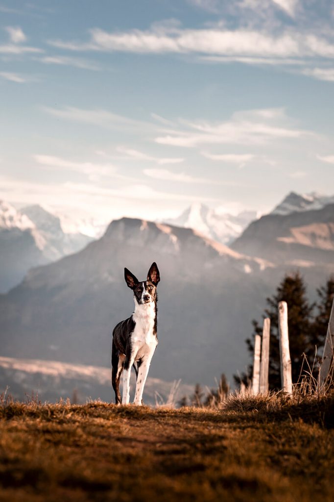 Ein schwarz weisser Podenco Hund vor einer Bergkulisse. Im Hintergrund ist der Zentralschweizer Berg Oberbauen.