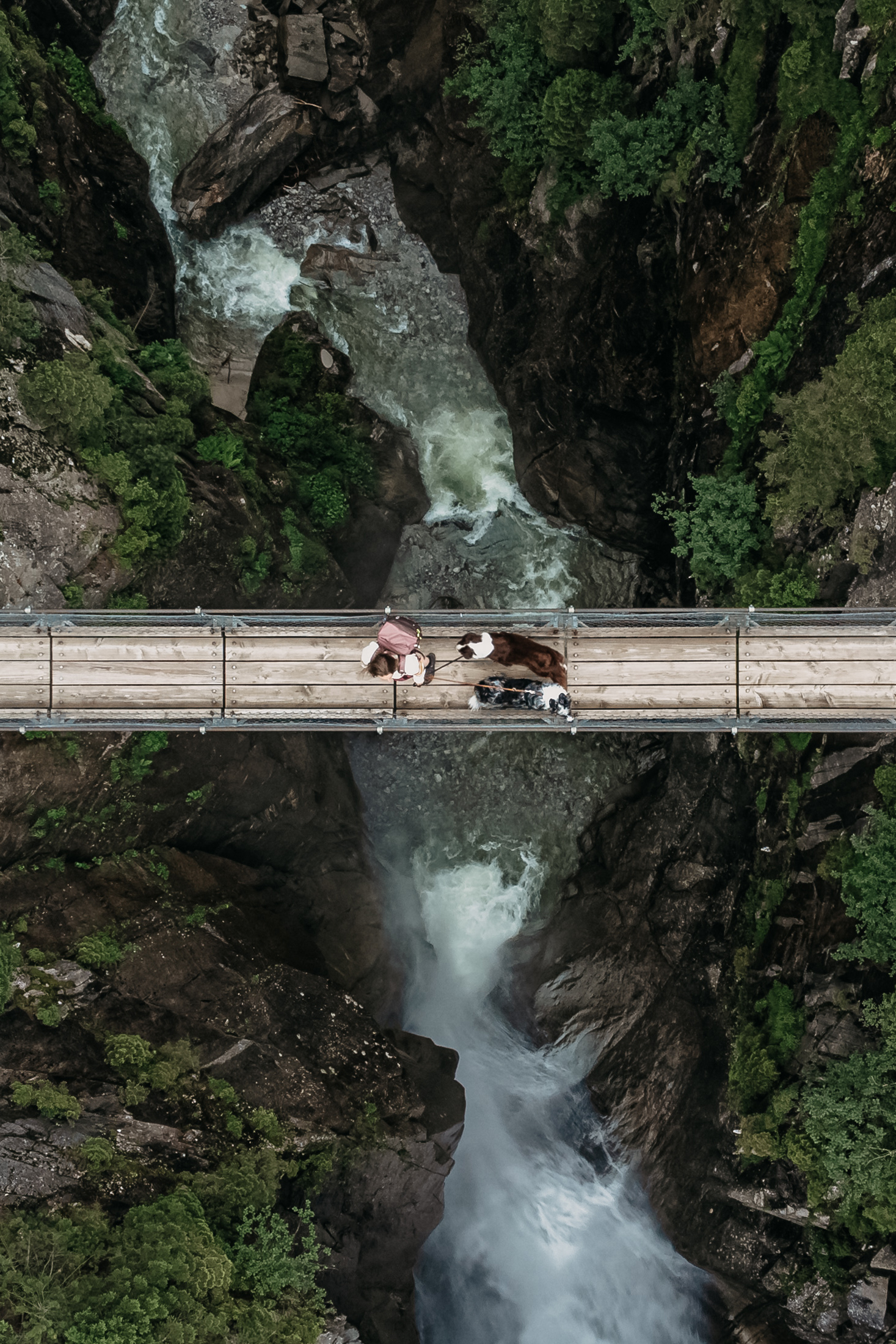 Ein Wanderung mit zwei Hunden über eine Hängebrücke im Berner Oberland ist die perfekte Kulisse für einen Hundefotografie Storytelling Workshop