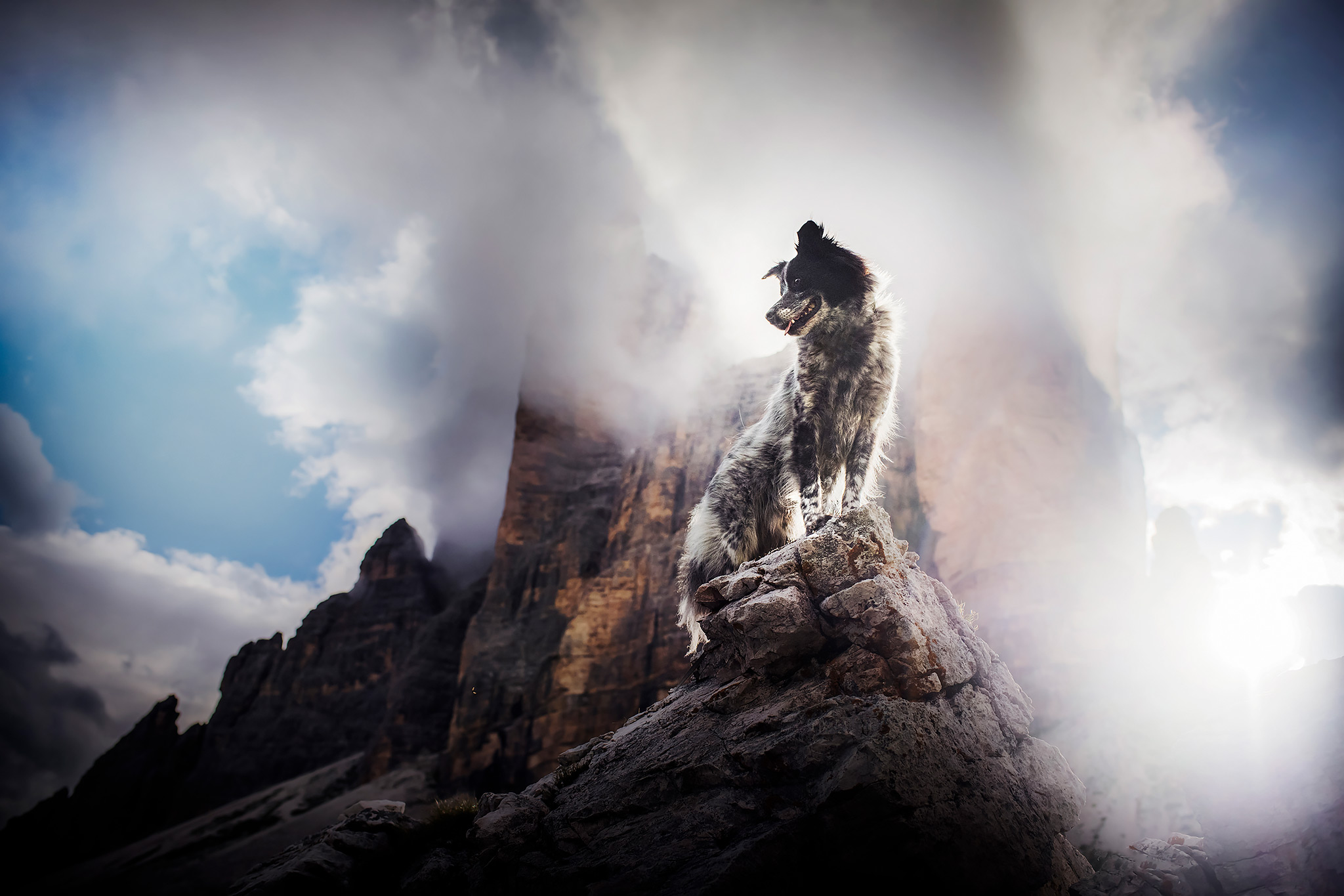 Hundefotografie von einem Australian Shepherd in gelben Laerchen im Engadin. Im Hintergrund das Bernina Massiv und der Morteratschgletscher