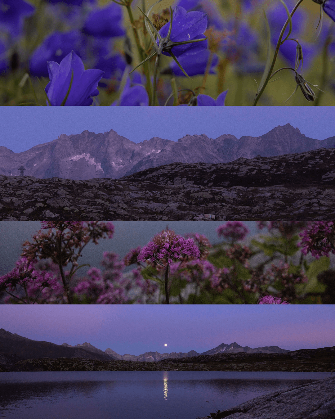 Eine Zusammenstellung von Blumen und Bergpanoramen im violetten Abendlicht