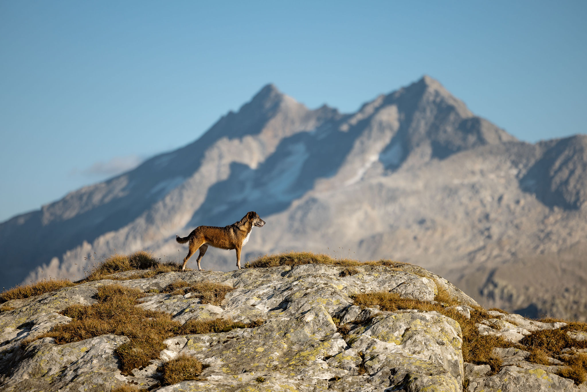 Eine braune Mischlingshündin vor einer imposanten Bergkette der Walliser Alpen.