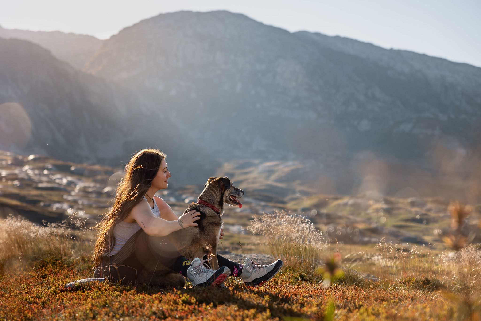 Goldenes Herbstlicht schimmert durch die Gräser der hochalpinene Lanschaft des Grimselpasses in der Schweiz. Eine junge Frau mit ihrer Hündin geniessen die warmen Sonnenstrahlen während dem Fotoshooting.