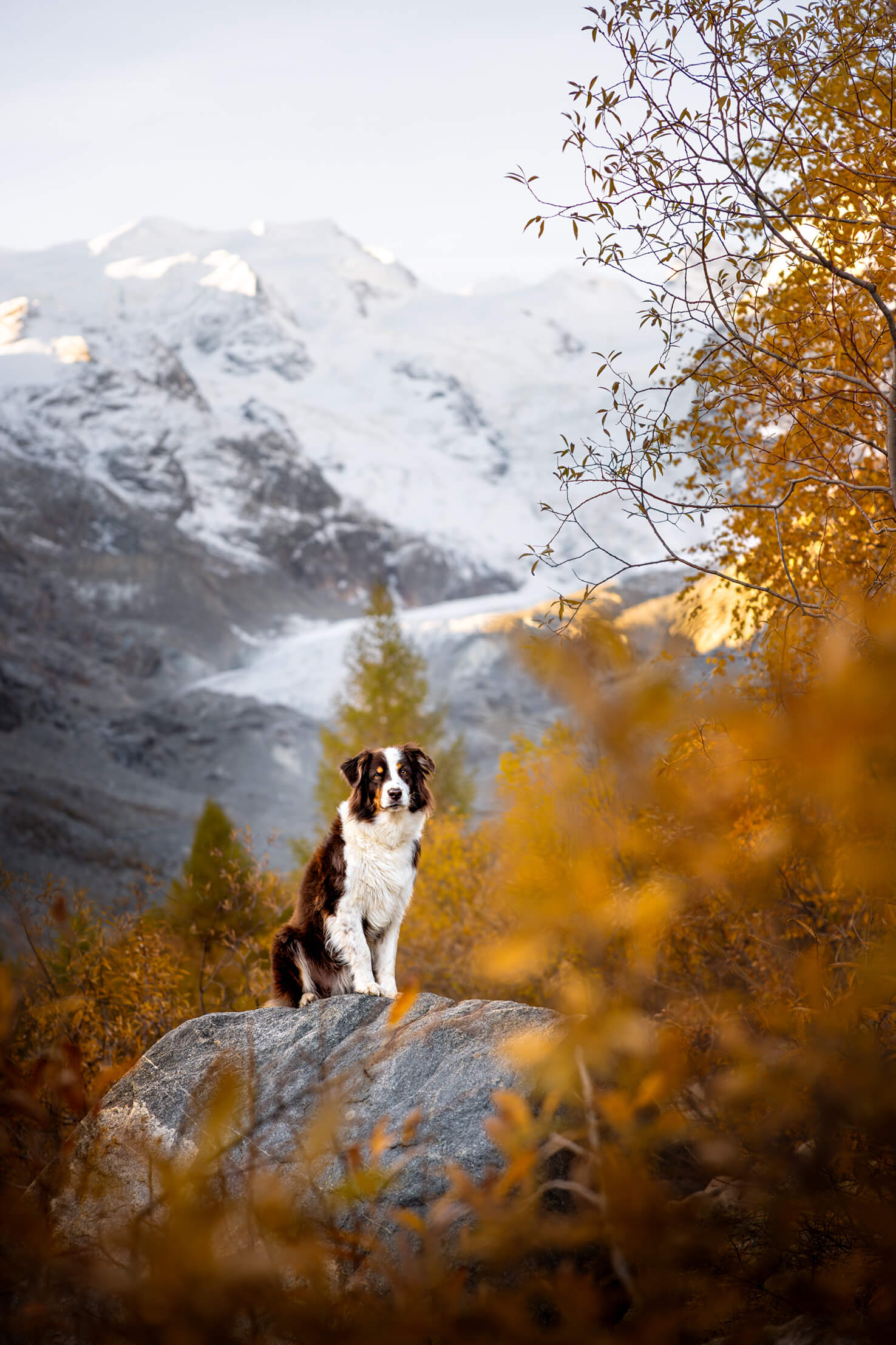 Hundefotografie im Engadin im Herbst bedeutet goldene Lärchen vor weissen Gletschern