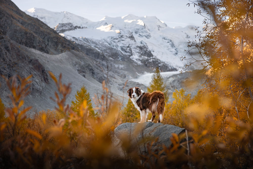 Hundefotografie von einem Australian Shepherd in gelben Laerchen im Engadin. Im Hintergrund das Bernina Massiv und der Morteratschgletscher