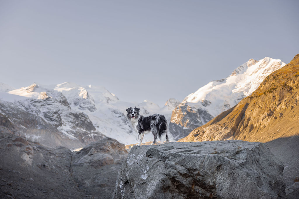 Hundefotografie von einem Blue Merle Australian Shepherd auf einem Felsen. Im Hintergrund werden das Bernina Massiv und der Morteratschgletscher von der Sonne angeleuchtet