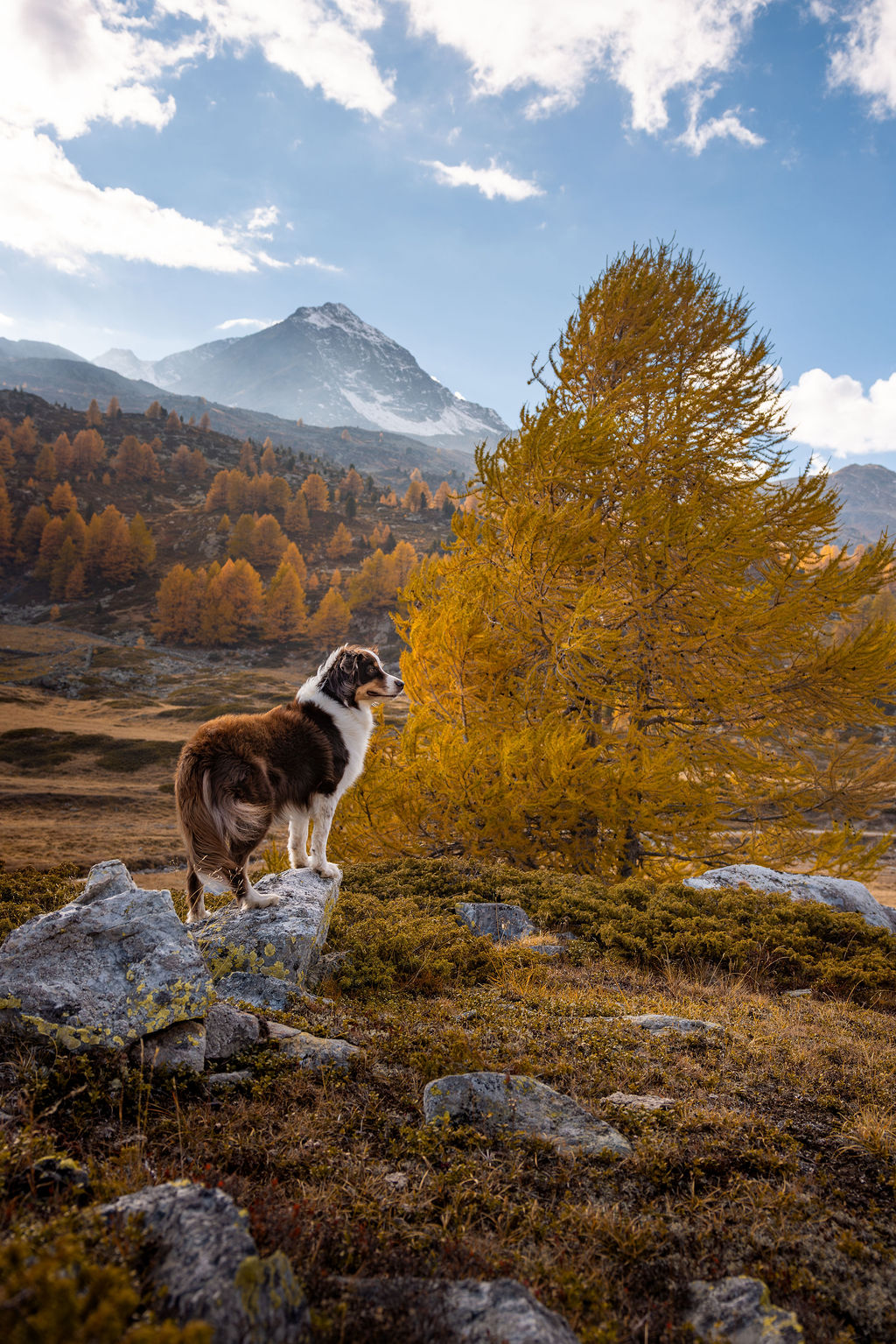 Hundefotografie von einem Red Tricolor Australian Shepherd im Herbst. Umgeben von gelben Laerchen im Engadin.