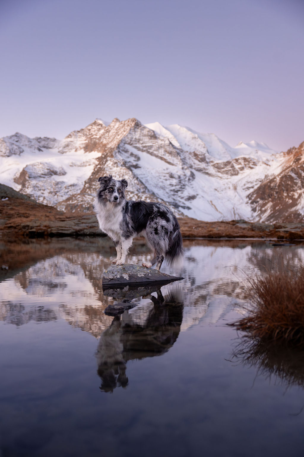 Hundefotografie von einem Blue Merle Australian Shepherd zur blauen Stunde vor dem Berninamassiv mit Piz Palü und Piz Bernina. Der Hund steht auf einem Felsen in einem Bergsee. Im See spiegelt sich das Bergmassiv und der rosafarbene Himmel