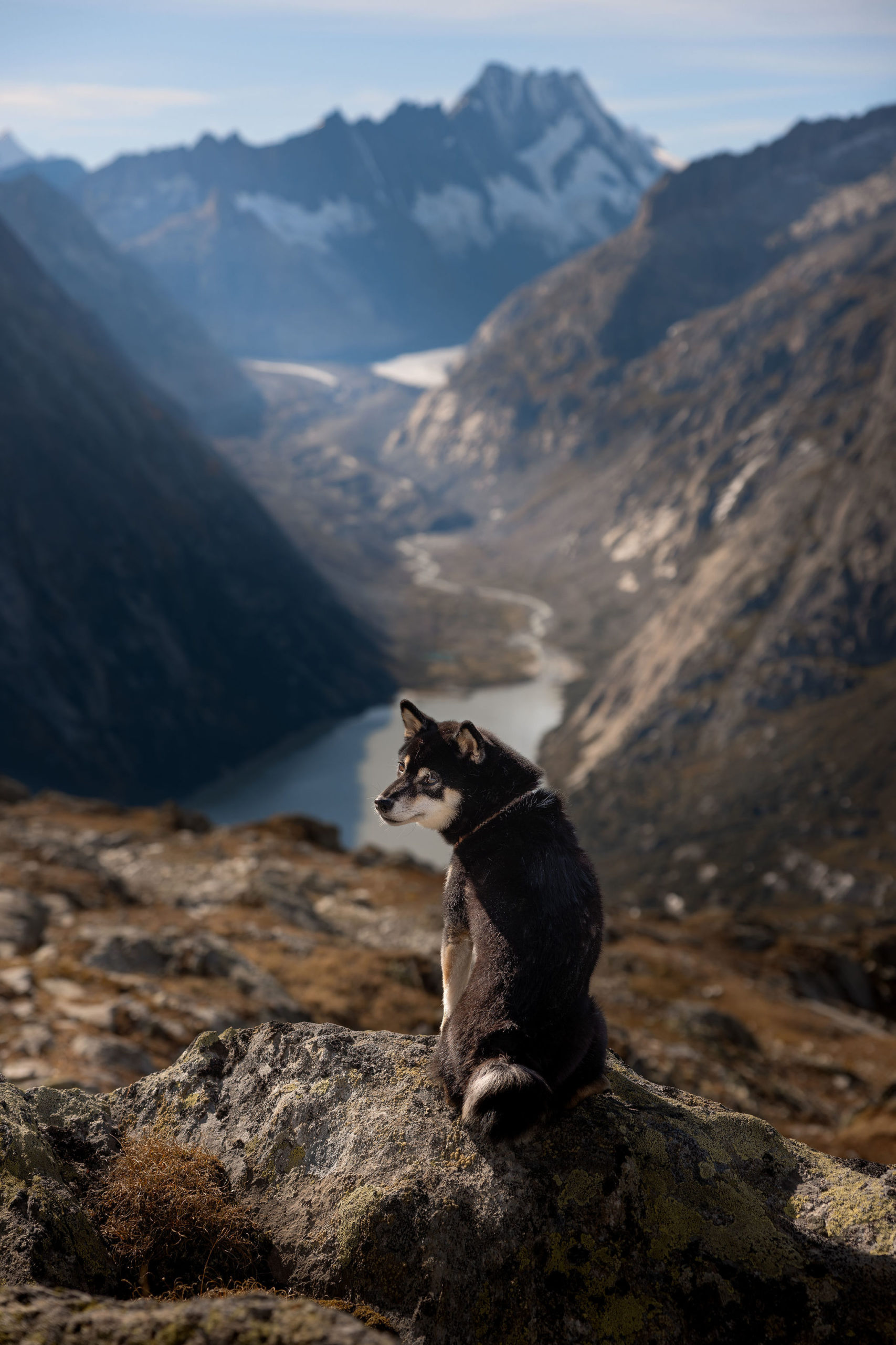 Hundefotoshooting mit zwei Shiba Inu am Grimselpass im Herbst in den Schweizer Alpen.