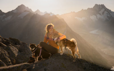 Hundefotoshooting mit einer totalen Mondfinsternis und zwei Shiba Inu
