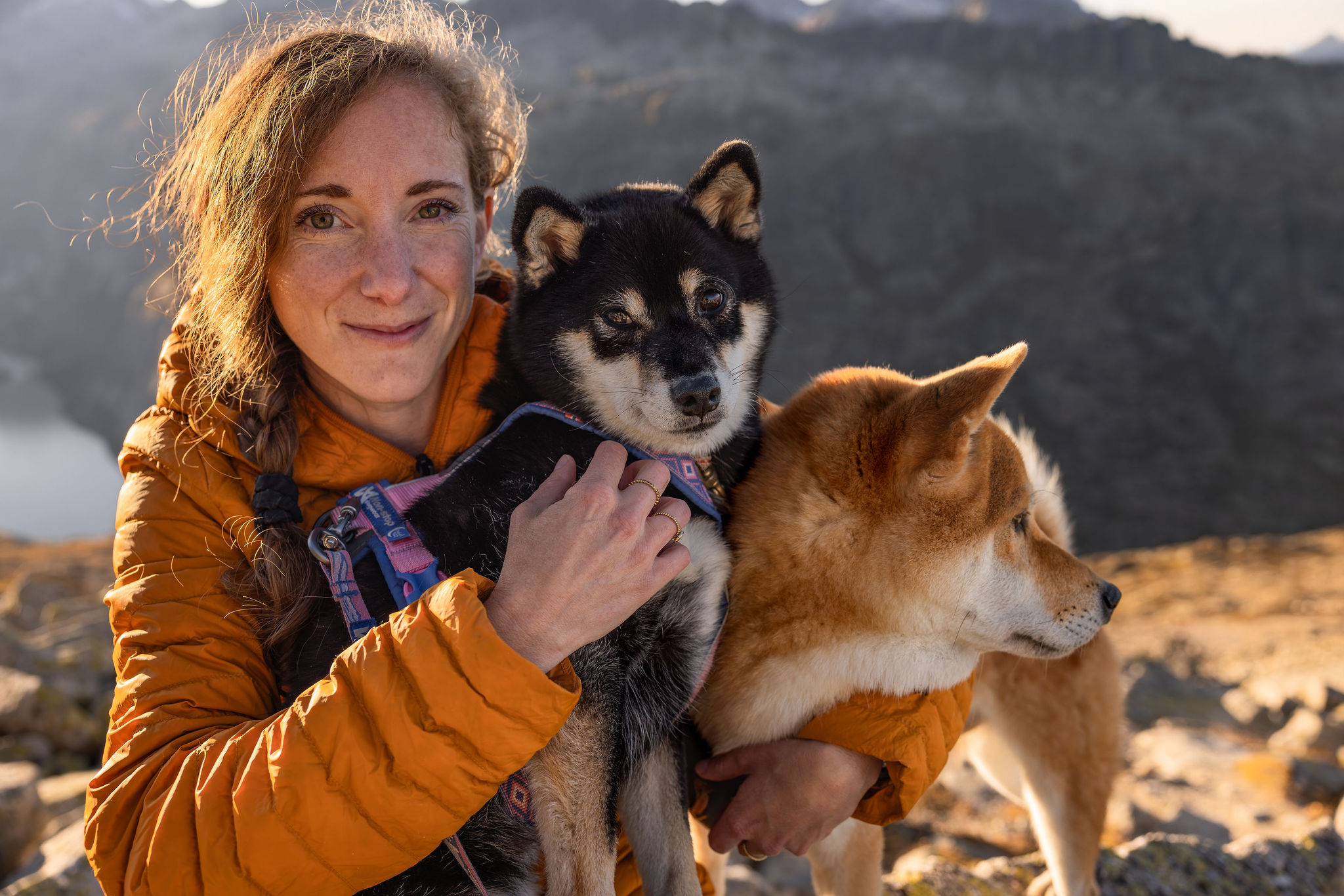 Hundefotoshooting mit zwei Shiba Inu am Grimselpass im Herbst in den Schweizer Alpen.