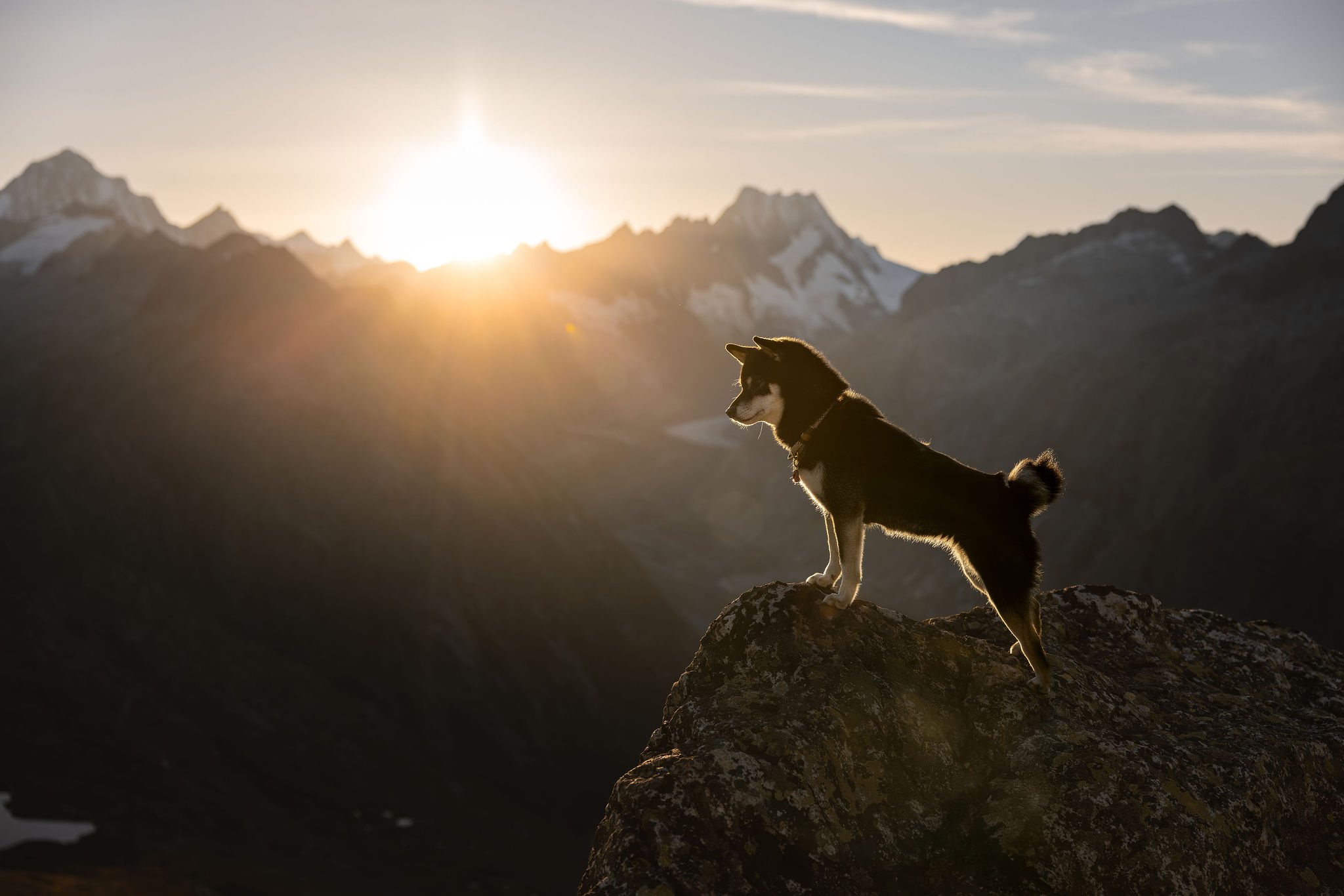 Hundefotoshooting mit zwei Shiba Inu am Grimselpass im Herbst in den Schweizer Alpen.