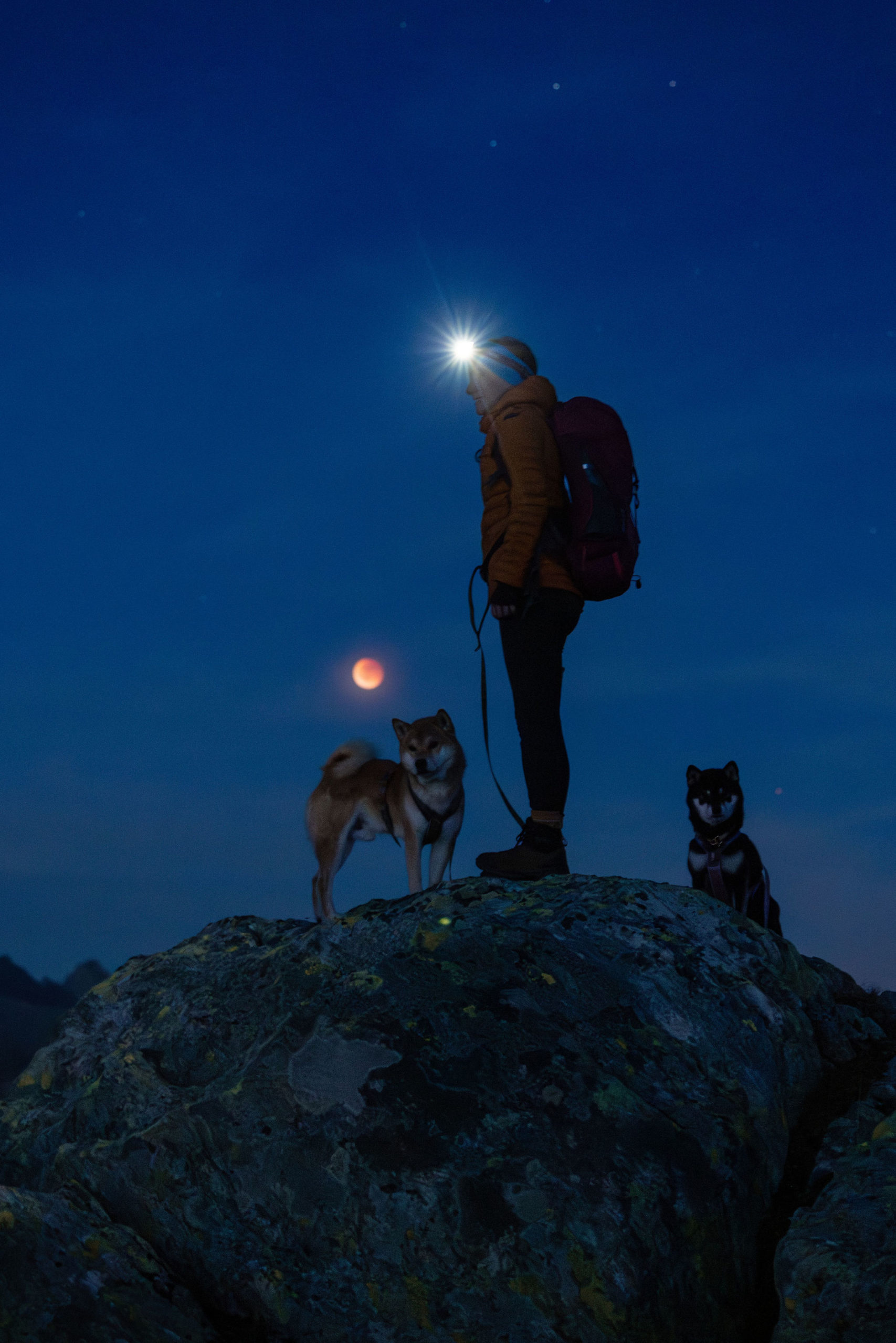 Hundefotoshooting mit zwei Shiba Inu am Grimselpass im Herbst in den Schweizer Alpen. In der Dämmerung geht der rote Blutmond vom September 2025 auf.