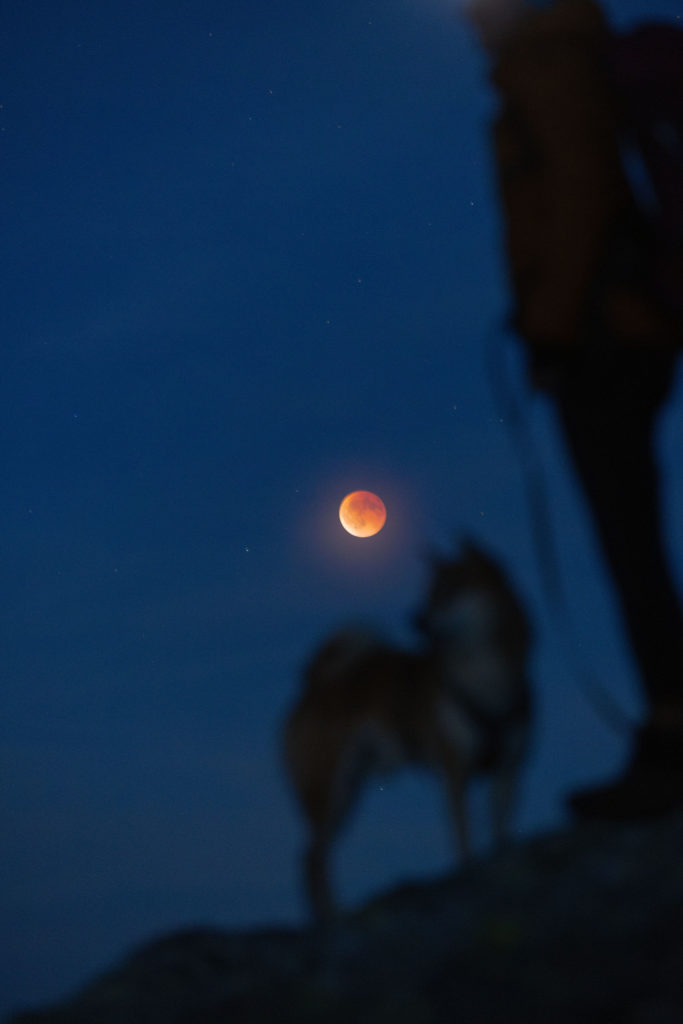 Hundefotoshooting mit zwei Shiba Inu am Grimselpass im Herbst in den Schweizer Alpen. In der Dämmerung geht der rote Blutmond vom September 2025 auf.