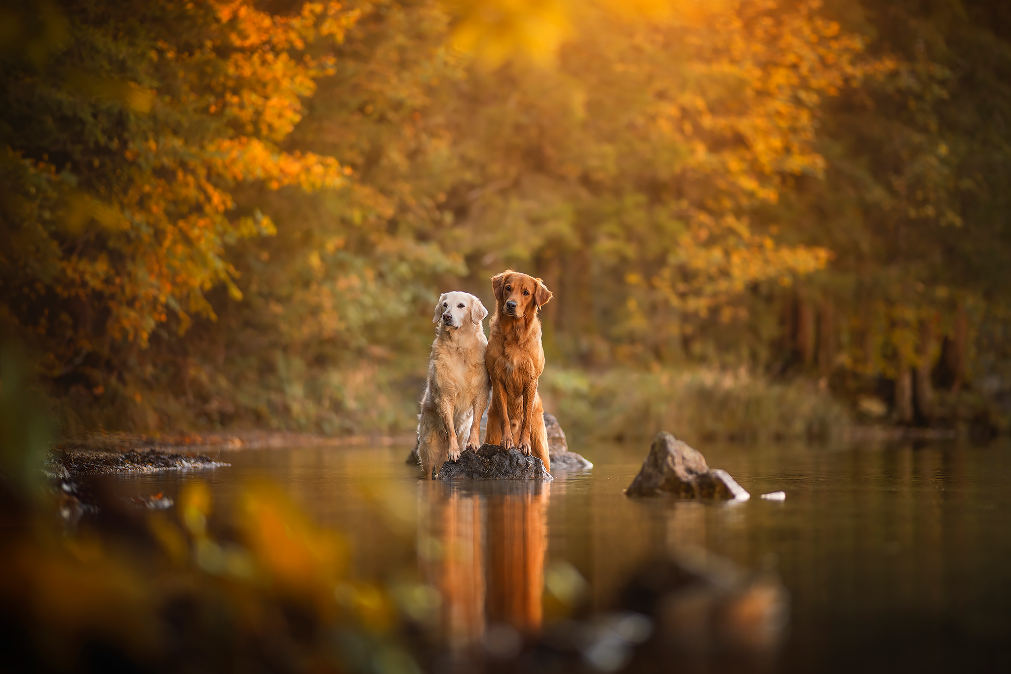 Hundefotografie von einem Red Tricolor Australian Shepherd im Herbst. Umgeben von gelben Laerchen im Engadin.