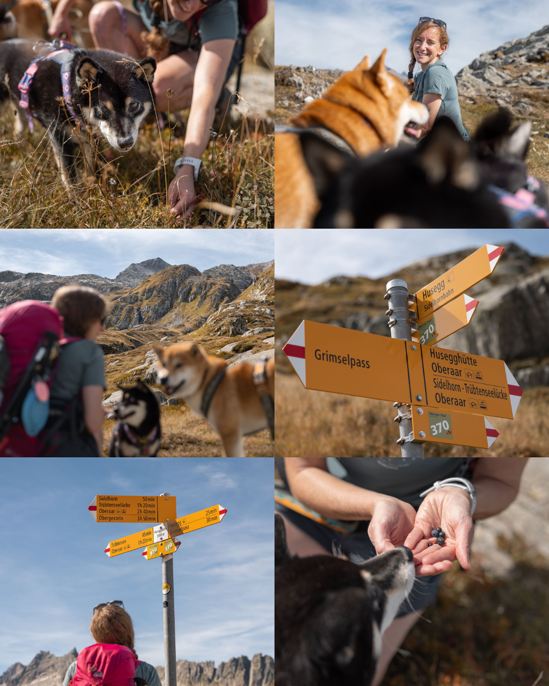 Hundefotoshooting mit zwei Shiba Inu am Grimselpass im Herbst in den Schweizer Alpen.