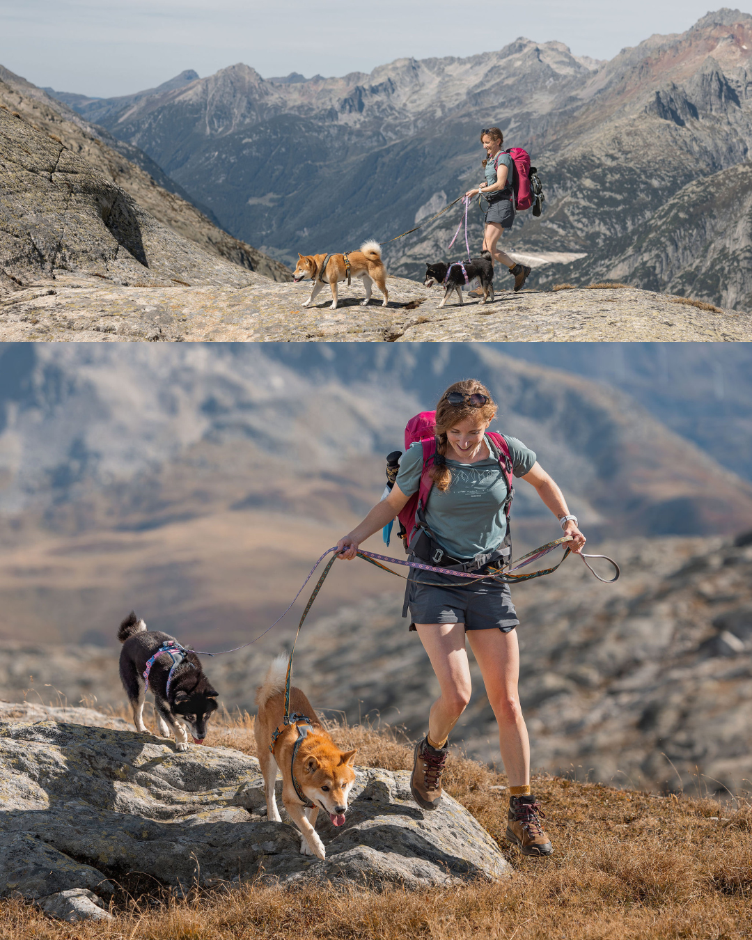 Hundefotoshooting mit zwei Shiba Inu am Grimselpass im Herbst in den Schweizer Alpen.